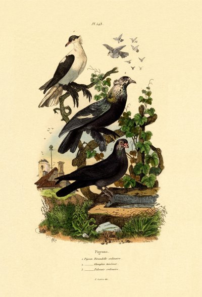 Pigeons by French School